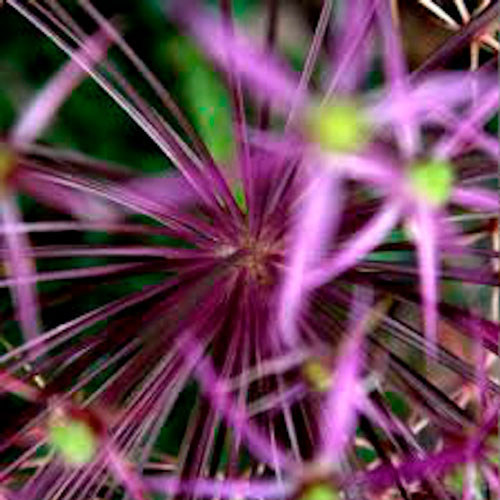 Bouquet of Barbed Wire